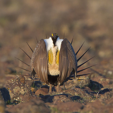 Greater Sage-Grouse, courtship display
