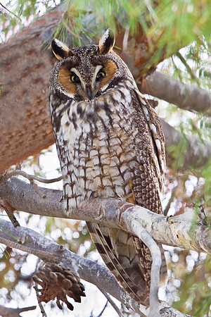 Long-eared Owl