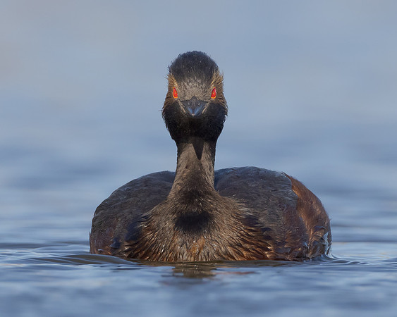 Eared Grebe