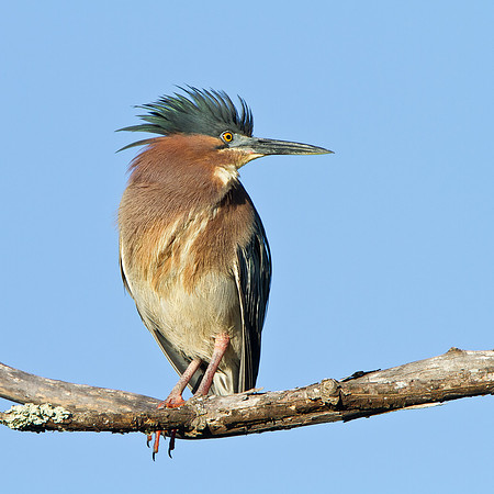 Green Heron