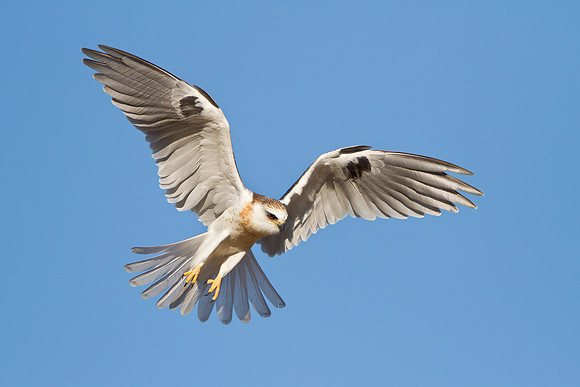 White-tailed Kite, juvenile