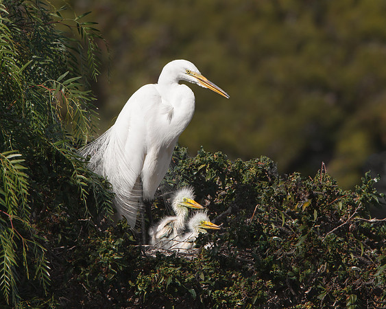 Great Egret, at nest with 2 chicks