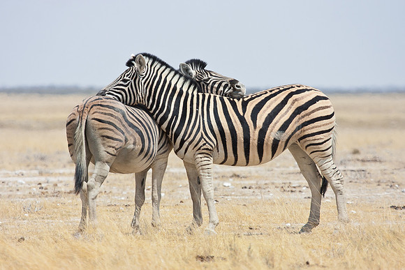 Burchell's Zebras, resting on a hot afternoon