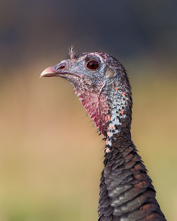Wild Turkey