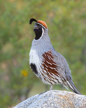 Gambel's Quail