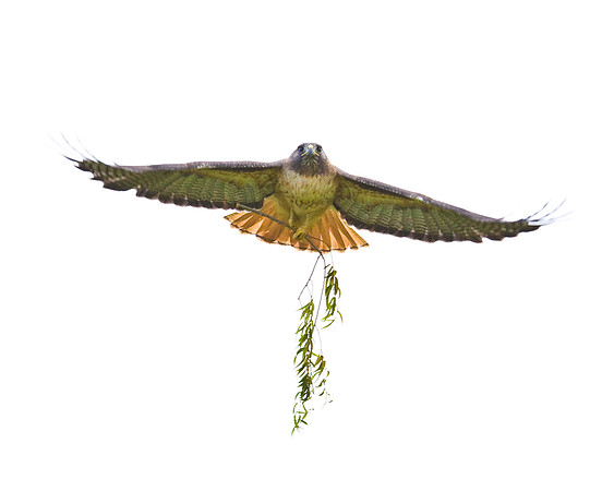 Red-tailed Hawk, carrying nesting material