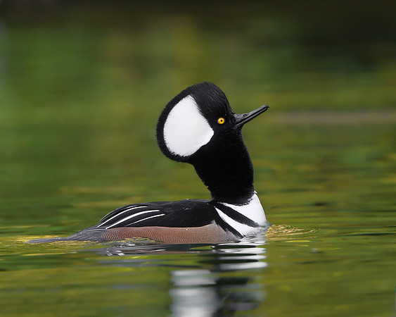 Hooded Merganser, courtship display
