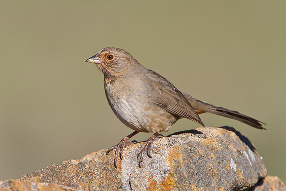California Towhee