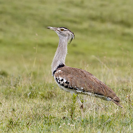 Kori Bustard
