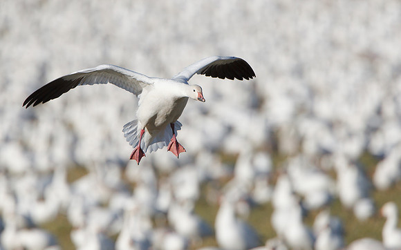 Snow Goose, landing among sea of geese