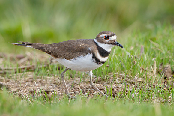 Killdeer