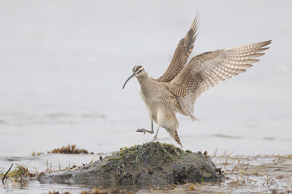 Whimbrel