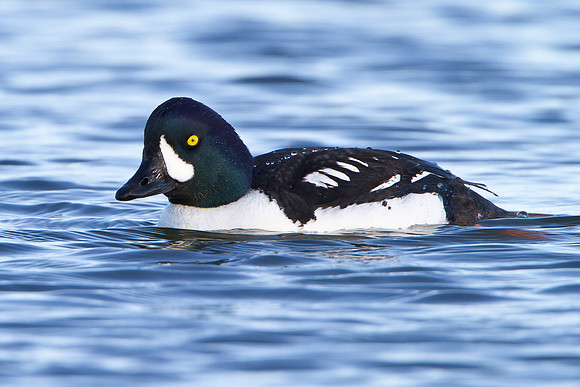 Barrow's Goldeneye, male