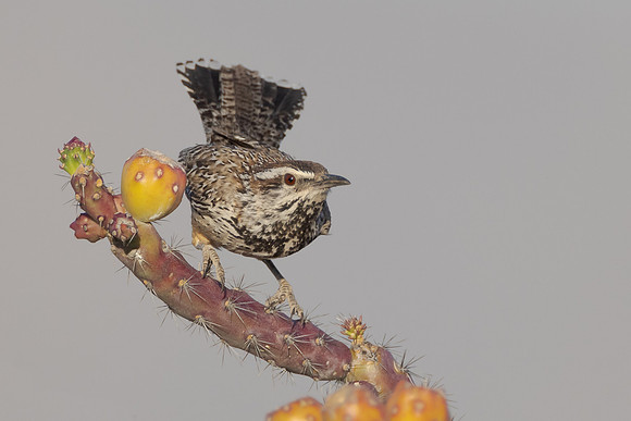 Cactus Wren
