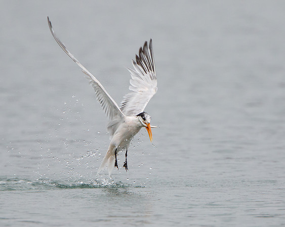 Elegant Tern, emerging from water with fish