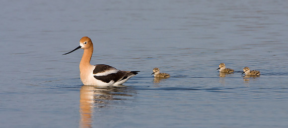 American Avocet, parent with chicks