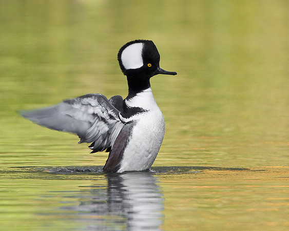Hooded Merganser, male flapping wings