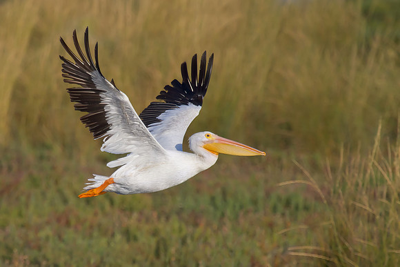 American White Pelican