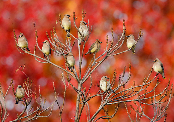 Cedar Waxwings