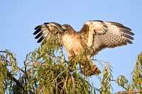 Red-tailed Hawk, collecting nesting material