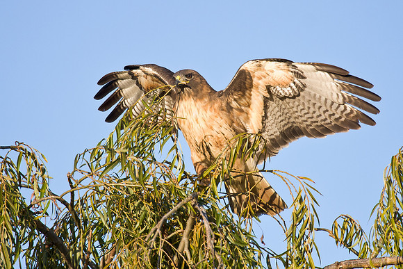 Red-tailed Hawk, collecting nesting material