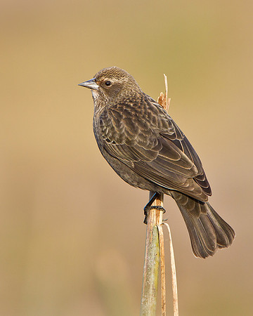 Red-winged (Bicolored) Blackbird, female
