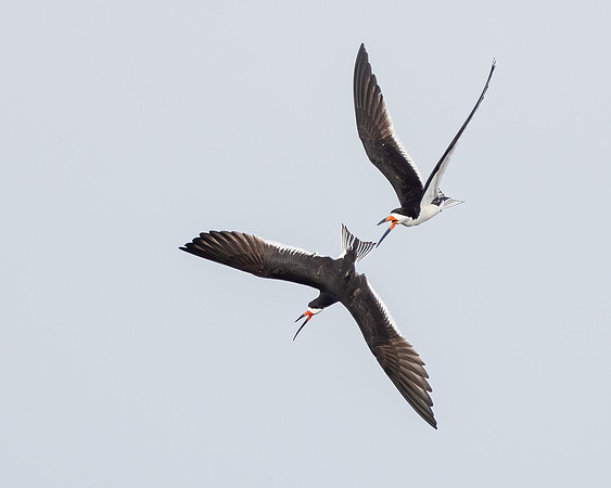 Black Skimmers