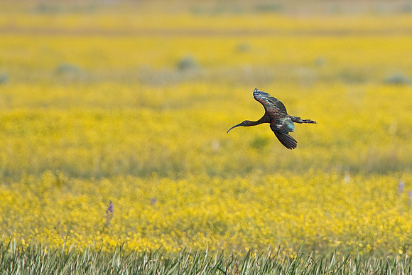 White-faced Ibis