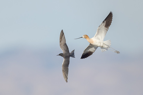 Black Tern & American Avocet