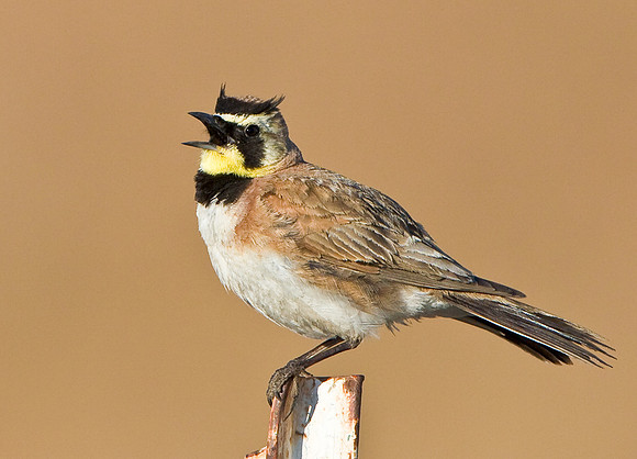 Horned Lark
