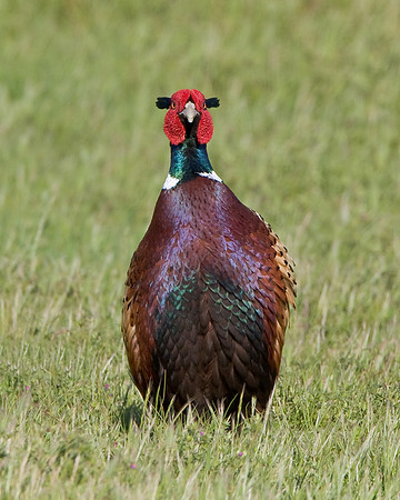 Ring-necked Pheasant