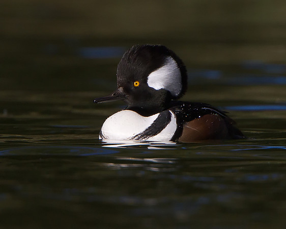 Hooded Merganser, male