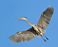 Great Blue Heron, in flight with nest material