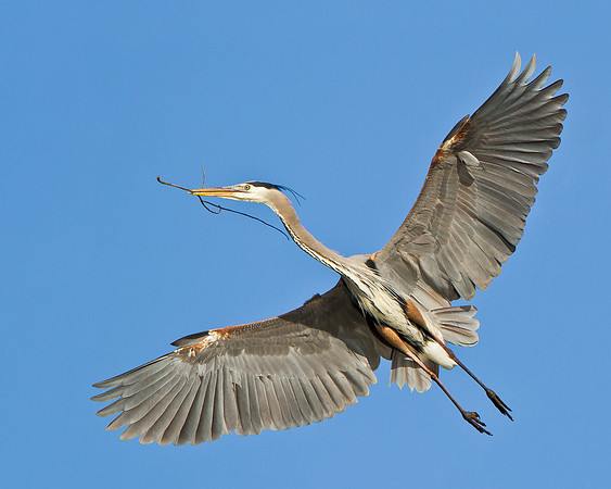 Great Blue Heron, in flight with nest material