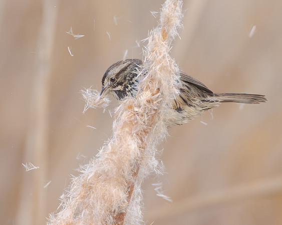 Song Sparrow