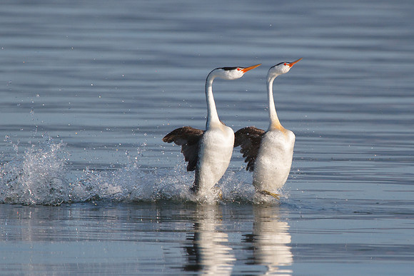 Clark's Grebes, "rushing" courtship display