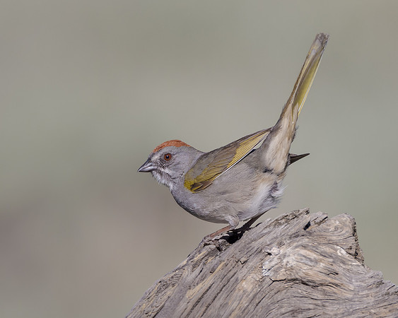 Green-tailed Towhee