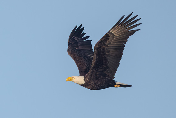 Bald Eagle