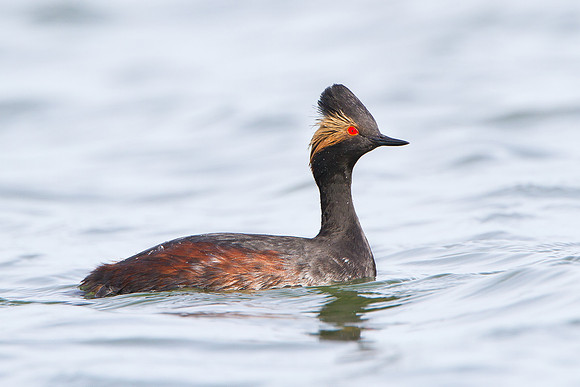 Eared Grebe