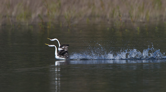 Western Grebe, courtship display