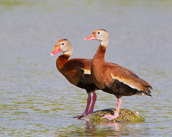 Black-bellied Whistling-Ducks