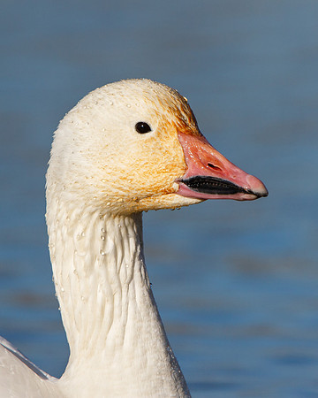 Snow Goose