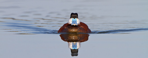 Ruddy Duck