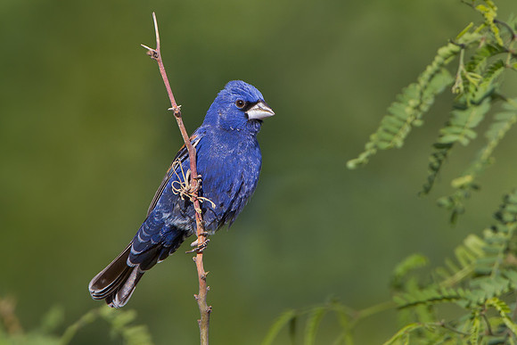 Blue Grosbeak