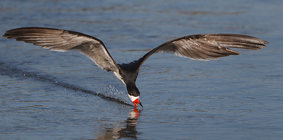 Black Skimmer