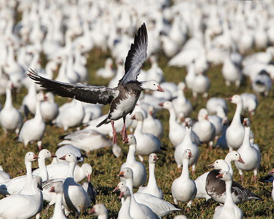 Snow Goose, dark morph, landing amoung white morph geese