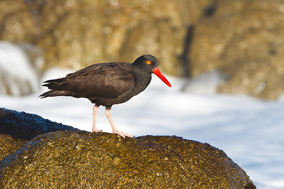 Black Oystercatcher
