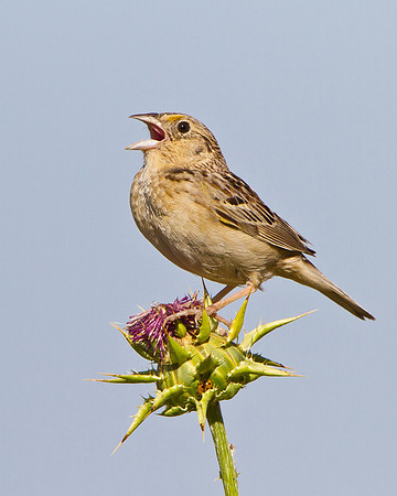 Grasshopper Sparrow