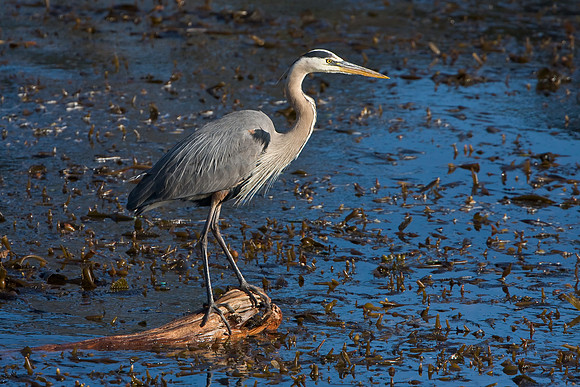 Great Blue Heron