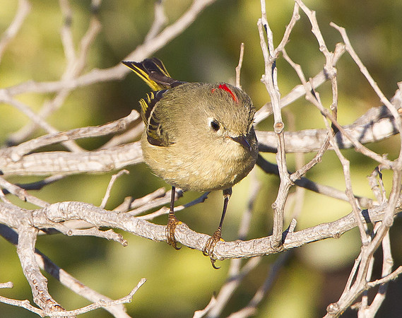 Ruby-crowned Kinglet